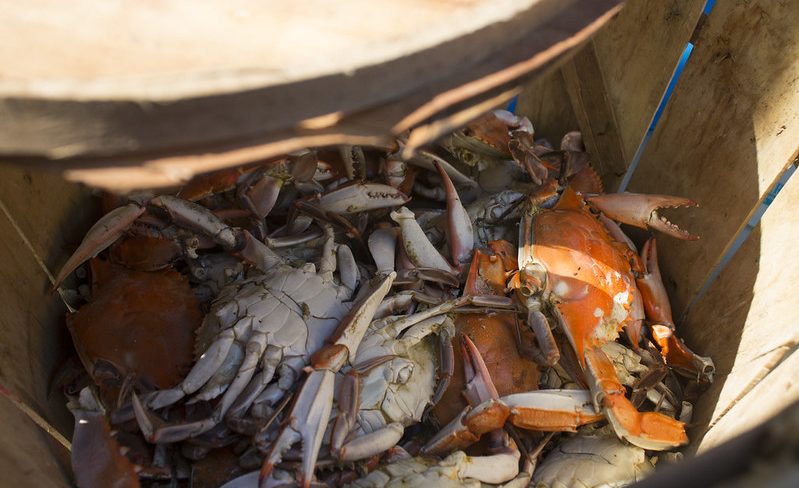 crabs at Hampton Crabtown Environmental Expo